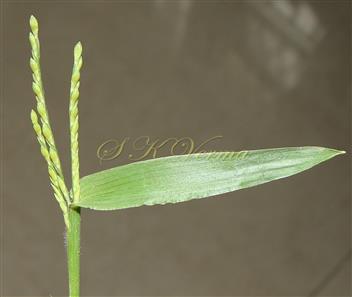  Inflorescence (Young) and Leaf